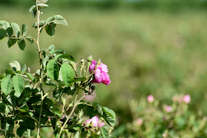 Champs de Rosires Gubarevo / Gabarevo / Bulgarie 