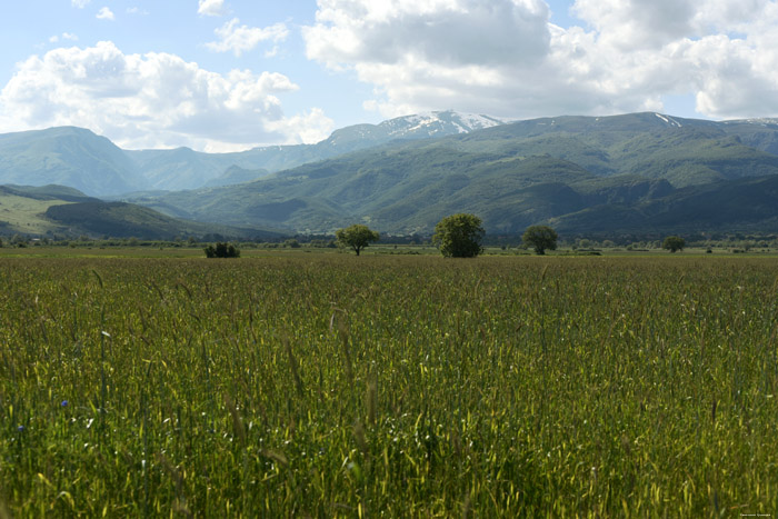 Corn Field Gubarevo / Gabarevo / Bulgaria 