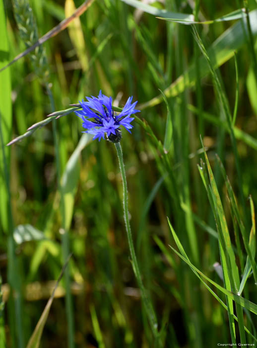 Graanveld Gubarevo / Gabarevo / Bulgarije 