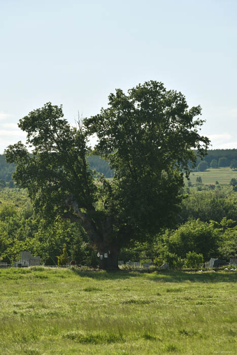 Old tree Hisarya / Diocletianopolis / Bulgaria 