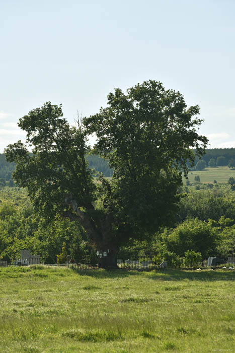 Oude Boom Hisarya / Diocletianopolis / Bulgarije 