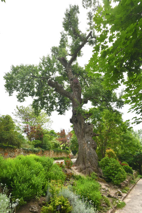 Jardin Botanique Balchik / Bulgarie 