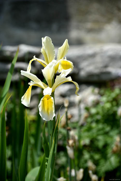 Botanic Garden Balchik / Bulgaria 