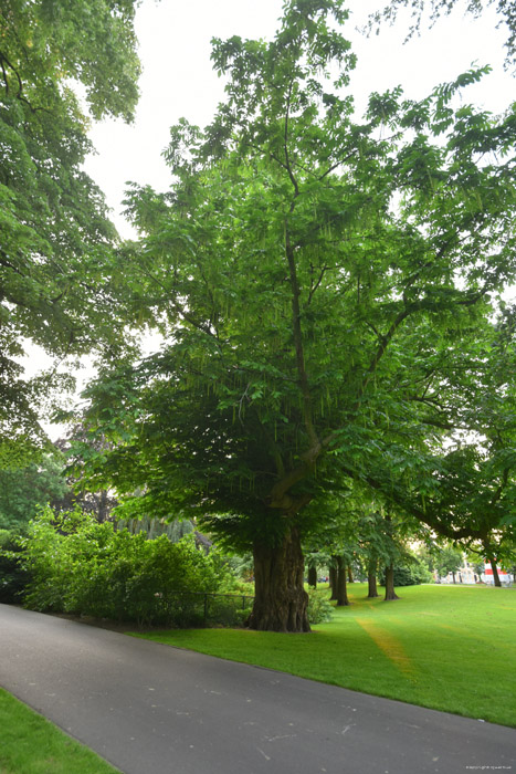 Tree Breda / Netherlands 