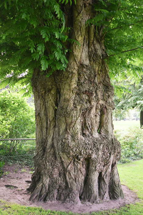 Tree Breda / Netherlands 