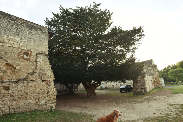 Arbre Montreuil-Bellay / FRANCE 