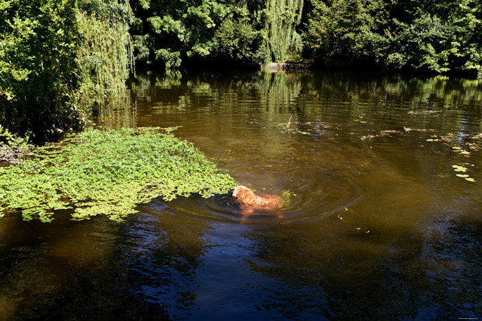 De Thouet Rivier Montreuil-Bellay / FRANKRIJK 