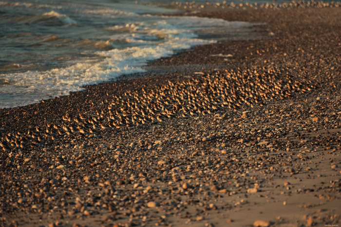 Zeezicht Cayeux-sur-Mer / FRANKRIJK 