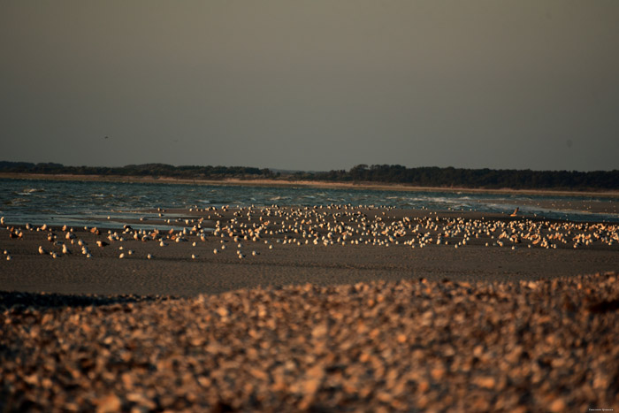 Zeezicht Cayeux-sur-Mer / FRANKRIJK 