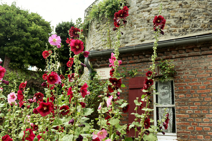 Bloemen Saint-Valry-sur-Somme / FRANKRIJK 