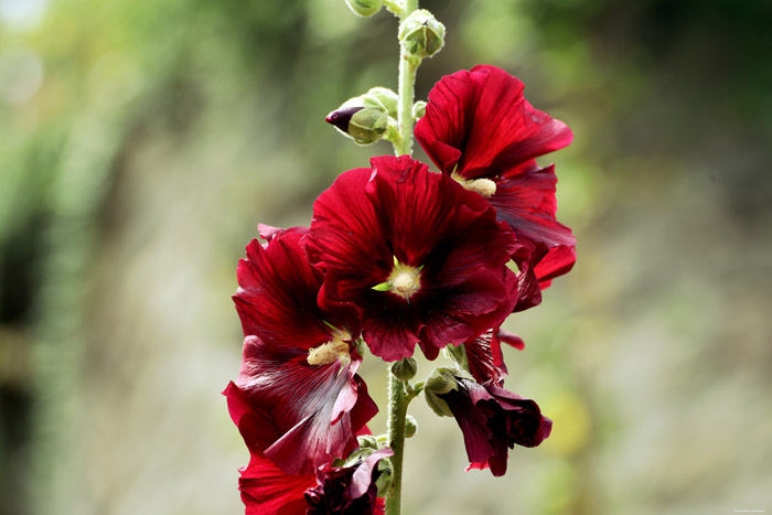 Bloemen Saint-Valry-sur-Somme / FRANKRIJK 