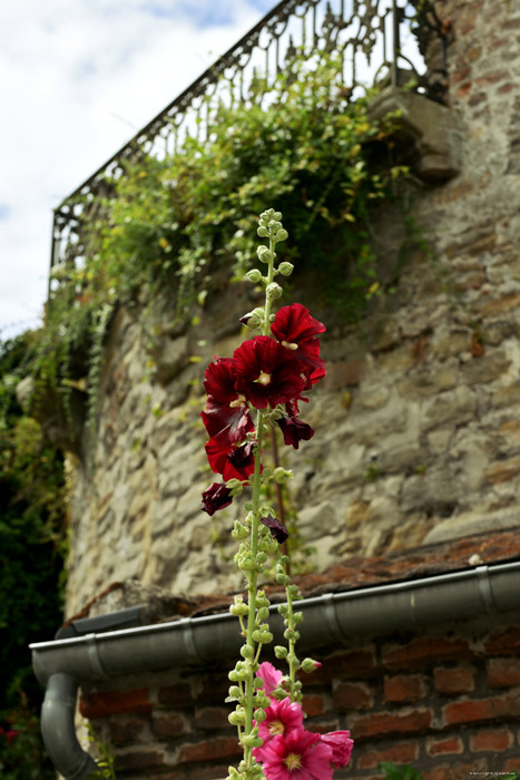 Flowers Saint-Valry-sur-Somme / FRANCE 