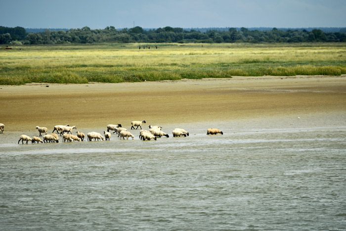 View on Parc Somme Baie Saint-Valry-sur-Somme / FRANCE 