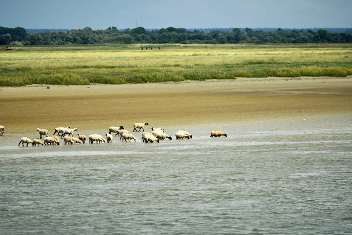 Vue sur Parc Baye de la Somme Saint-Valry-sur-Somme / FRANCE 