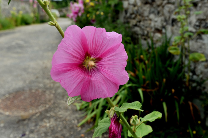 Street View - Rue du Quesnoy Saint-Valry-sur-Somme / FRANCE 