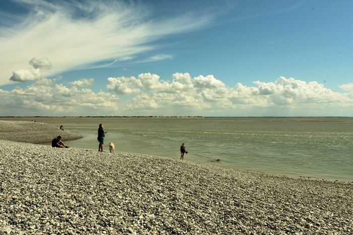 Plage, Mer et Phoques Le Hourdel / FRANCE 