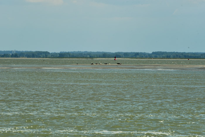 Beach, Sea and Seals Le Hourdel / FRANCE 