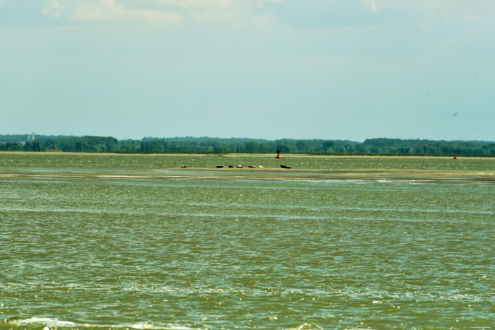 Strand, zee en Zeehonden Le Hourdel / FRANKRIJK 