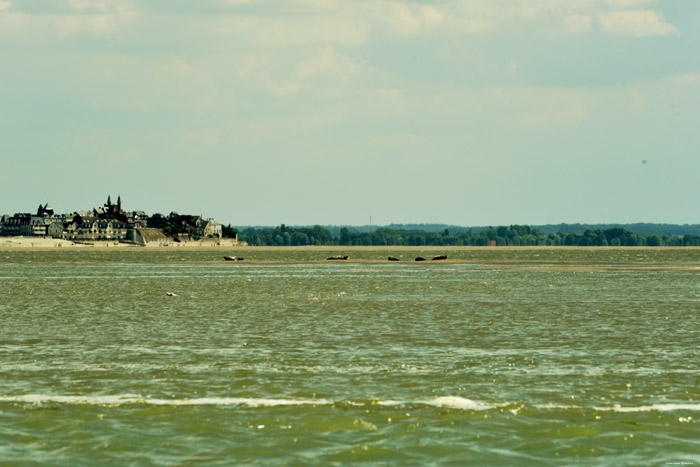 Strand, zee en Zeehonden Le Hourdel / FRANKRIJK 