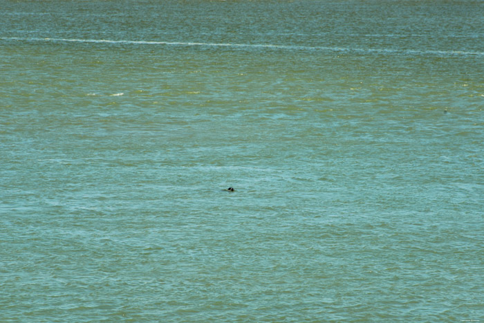 Beach, Sea and Seals Le Hourdel / FRANCE 