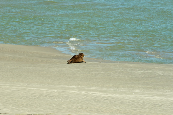 Zeehonden Le Hourdel / FRANKRIJK 