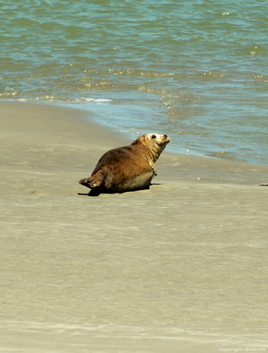 Seals Le Hourdel / FRANCE 