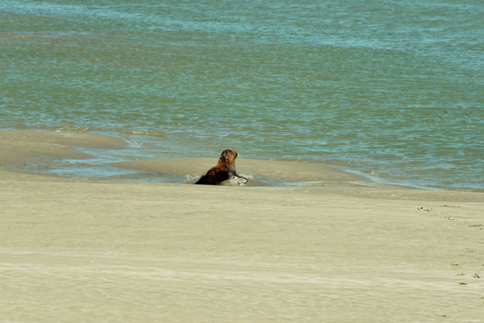 Zeehonden Le Hourdel / FRANKRIJK 