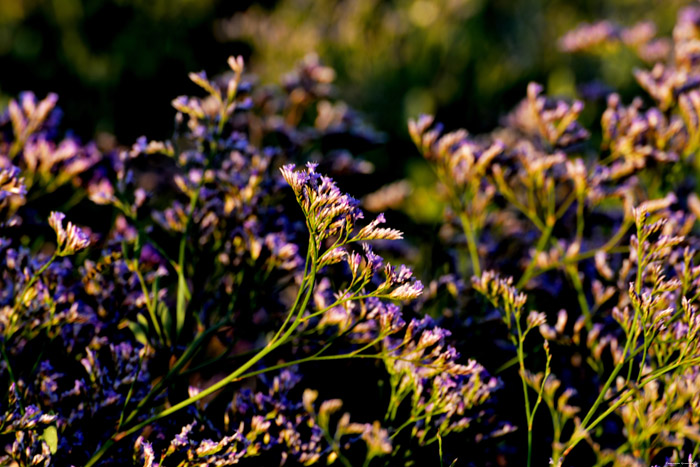 Bloemen Cayeux-sur-Mer / FRANKRIJK 