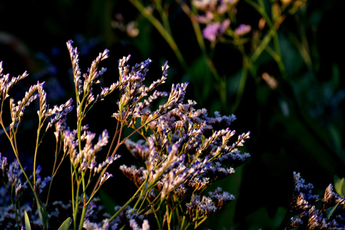 Bloemen Cayeux-sur-Mer / FRANKRIJK 