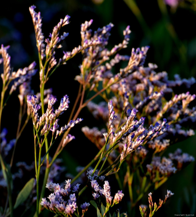 Bloemen Cayeux-sur-Mer / FRANKRIJK 