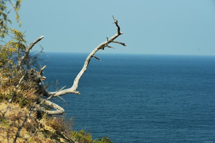 Arbre Mort sur Ligne Costire Emona / Bulgarie 