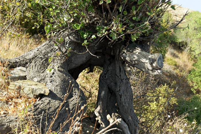 Arbre avec Racines Nues Emona / Bulgarie 