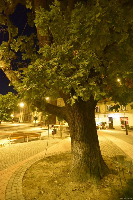 Arbre Timisoara / Roumanie 