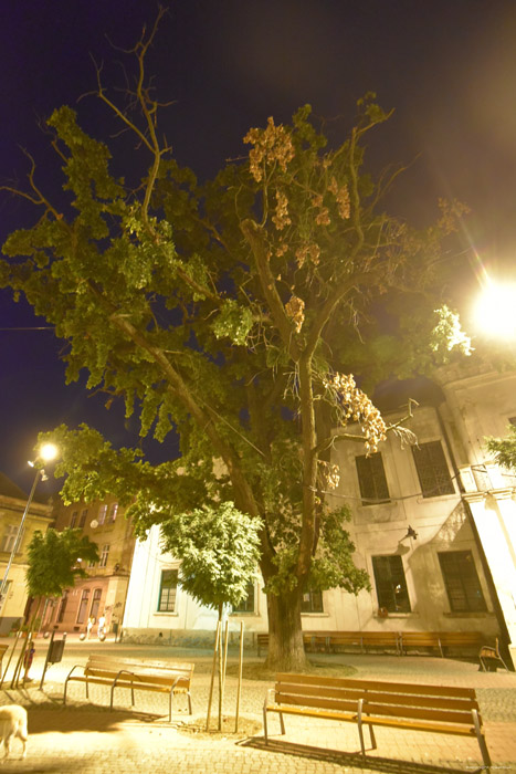 Tree Timisoara / Romania 