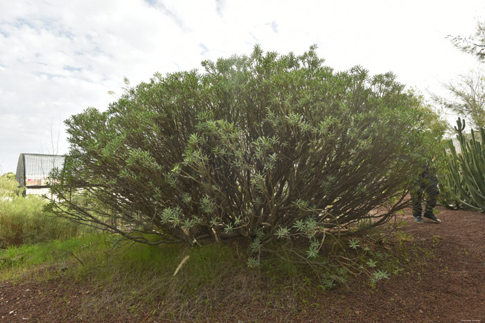 Drakenboom Guimar in Gimar / Tenerife (Spanje) 