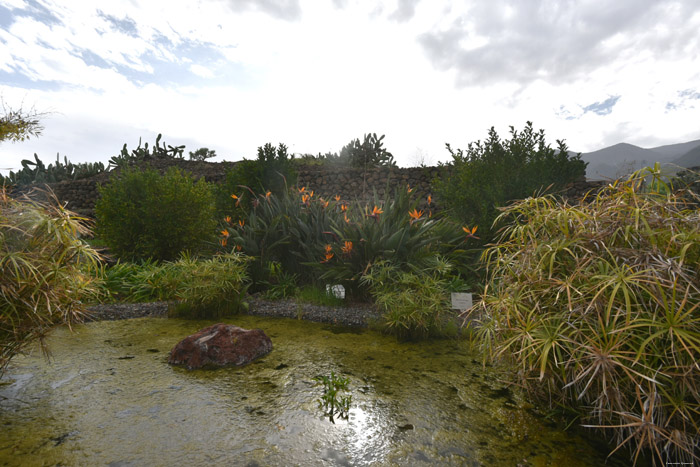 Paradijsvogelplant Guimar in Gimar / Tenerife (Spanje) 