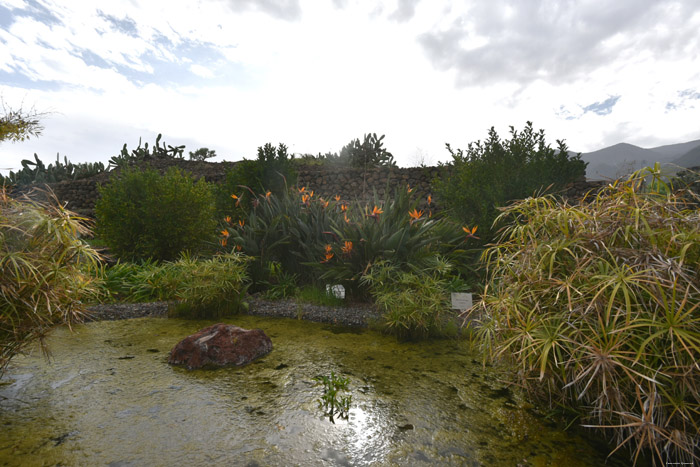 Bird of Paradise Plant Gimar / Tenerife (Spain) 