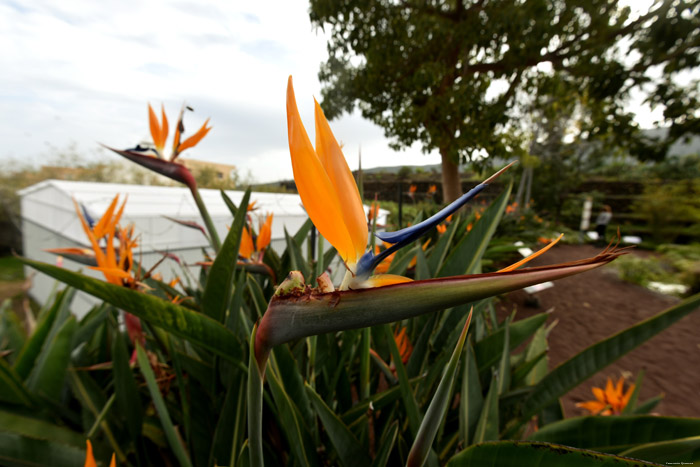 Bird of Paradise Plant Gimar / Tenerife (Spain) 