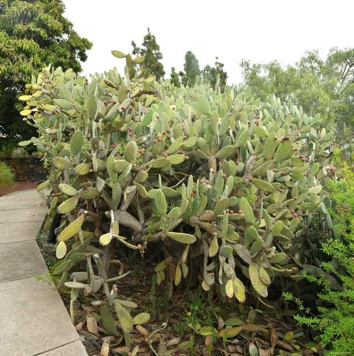 Cochineal Cactus Guimar in Gimar / Tenerife (Spanje) 