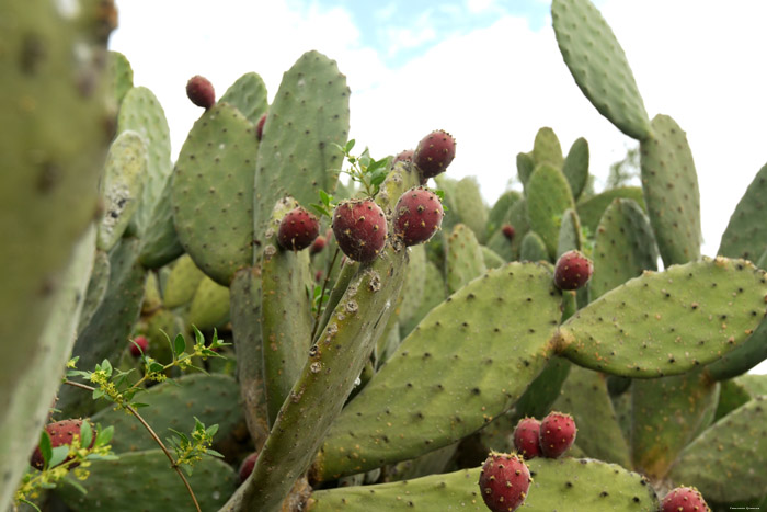 Cochineal Cactus Guimar in Gimar / Tenerife (Spanje) 