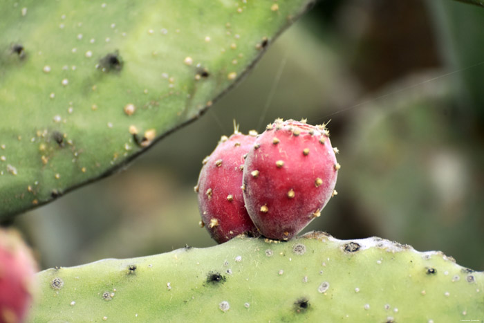 Cochineal Cactus Guimar in Gimar / Tenerife (Spanje) 