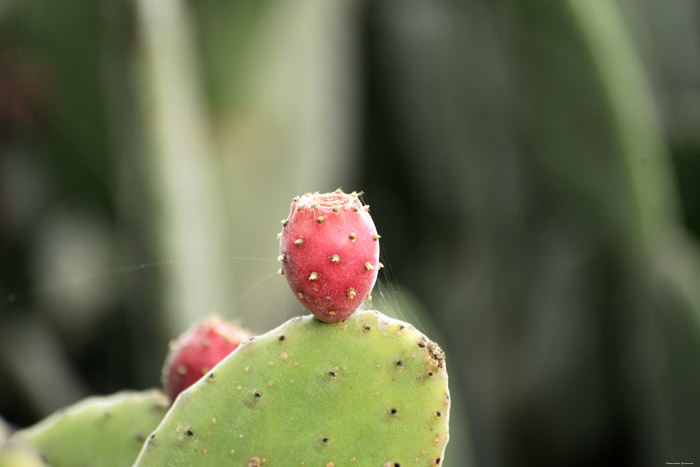 Cochineal Cactus Guimar in Gimar / Tenerife (Spanje) 