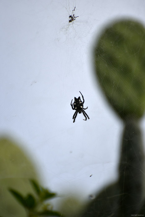 Spider Gimar / Tenerife (Spain) 