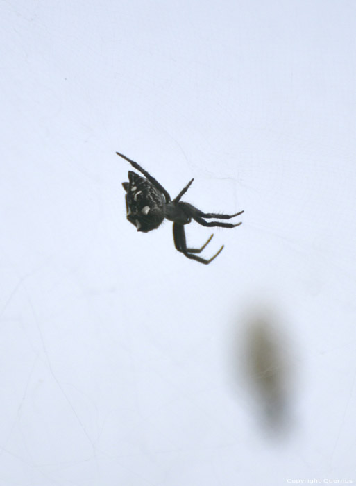 Spider Gimar / Tenerife (Spain) 