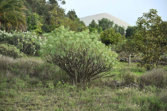 Plant Guimar in Gimar / Tenerife (Spanje) 