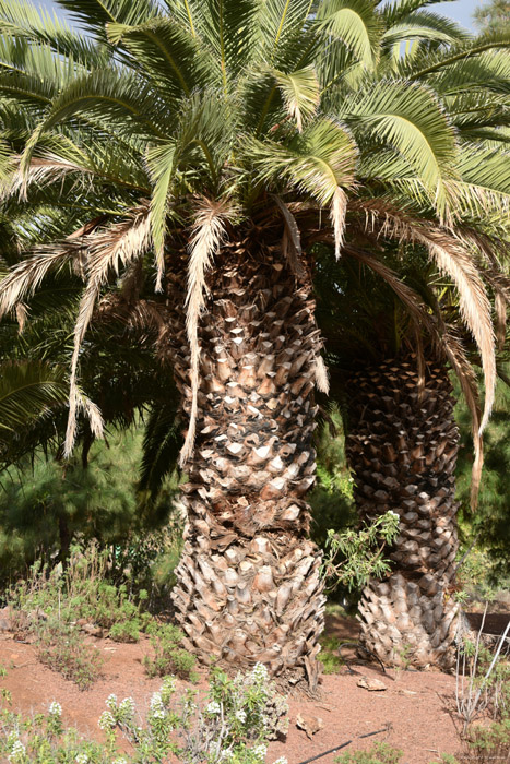Dikke Palmbomen Guimar in Gimar / Tenerife (Spanje) 