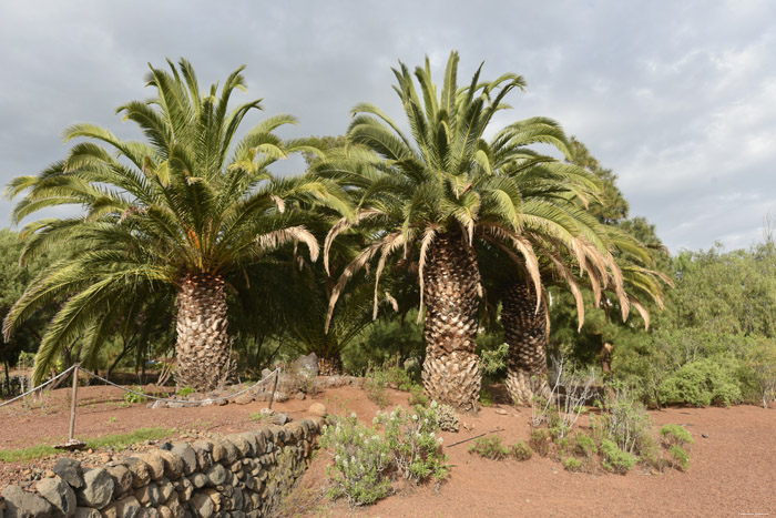 Dikke Palmbomen Guimar in Gimar / Tenerife (Spanje) 