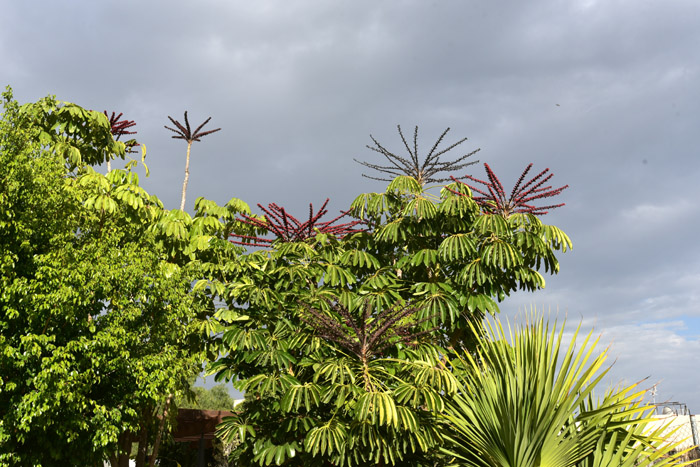 Arbres Gimar / Tenerife (Espagna) 