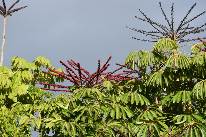 Arbres Gimar / Tenerife (Espagna) 