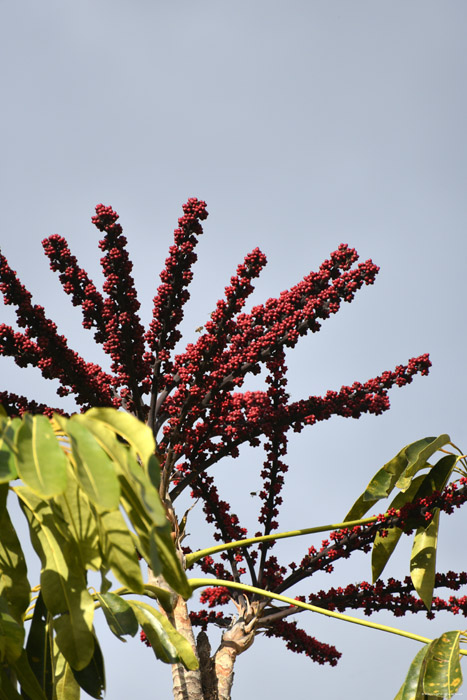 Bomen Guimar in Gimar / Tenerife (Spanje) 